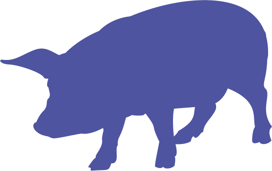 cochon