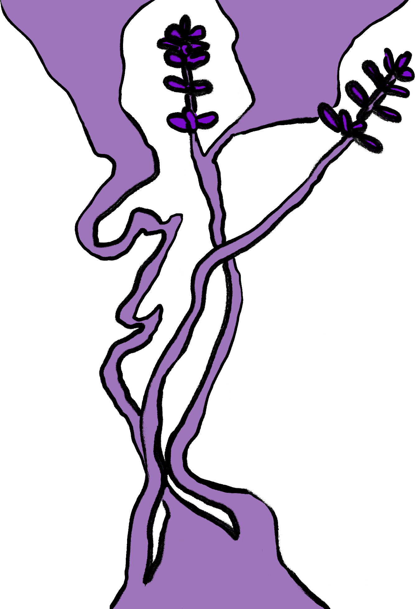 illustation lavande